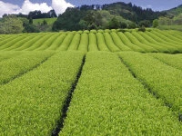 Gyokuro Tokufu, Bio, Super-Premium Gyokuro Tokufu, Bio, Super-Premium -oryoki verkäufe gyokuro tokufu bio super premium6