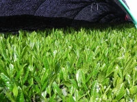 Gyokuro Tokufu, Bio, Super-Premium Gyokuro Tokufu, Bio, Super-Premium -oryoki verkäufe gyokuro tokufu bio super premium7