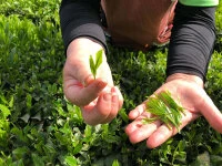 Gyokuro Tokufu, Bio, Super-Premium Gyokuro Tokufu, Bio, Super-Premium -oryoki verkäufe gyokuro tokufu bio super premium8